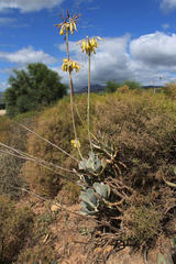 Cotyledon orbiculata spuria