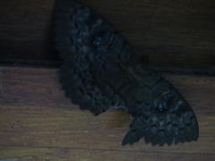 Erebus walkeri