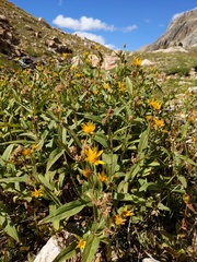 Arnica longifolia