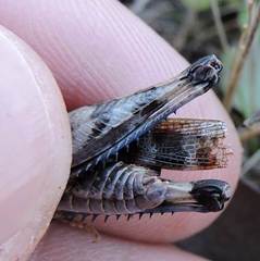 Encoptolophus costalis