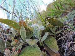 Hermannia geniculata