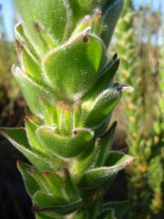 Mimetes capitulatus