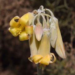Cotyledon orbiculata spuria