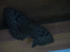 Erebus walkeri