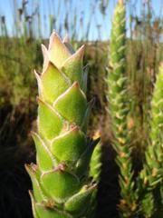 Mimetes capitulatus