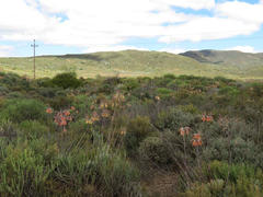 Cotyledon orbiculata spuria