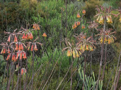 Cotyledon orbiculata spuria