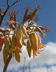 Cotyledon orbiculata spuria