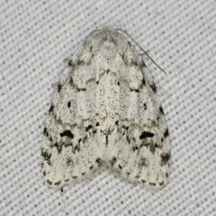 Clemensia ochreata