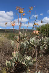 Cotyledon orbiculata spuria