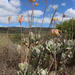 Cotyledon orbiculata spuria - Photo (c) Marion Maclean, algunos derechos reservados (CC BY-NC), uploaded by Marion Maclean
