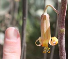 Cotyledon orbiculata spuria