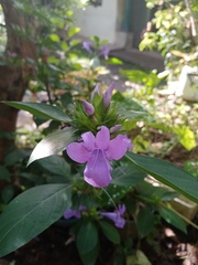 Barleria cristata