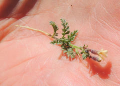 Jamesbrittenia pristisepala