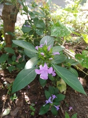 Barleria cristata