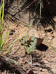 Jamesbrittenia pristisepala