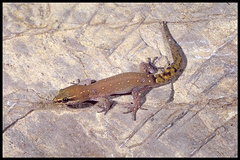 Saurodactylus brosseti