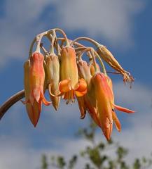 Cotyledon orbiculata spuria