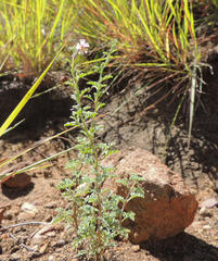 Jamesbrittenia pristisepala