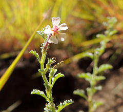 Jamesbrittenia pristisepala