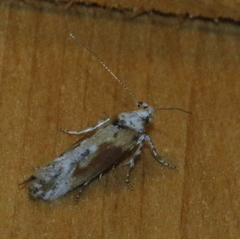 Gnorimoschema septentrionella
