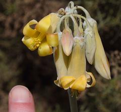 Cotyledon orbiculata spuria
