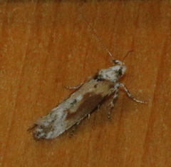 Gnorimoschema septentrionella