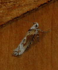 Gnorimoschema septentrionella