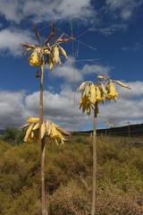 Cotyledon orbiculata spuria