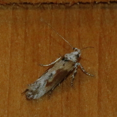 Gnorimoschema septentrionella