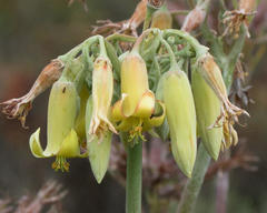 Cotyledon orbiculata spuria
