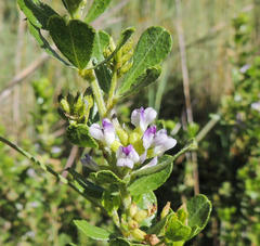 Psoralea polysticta