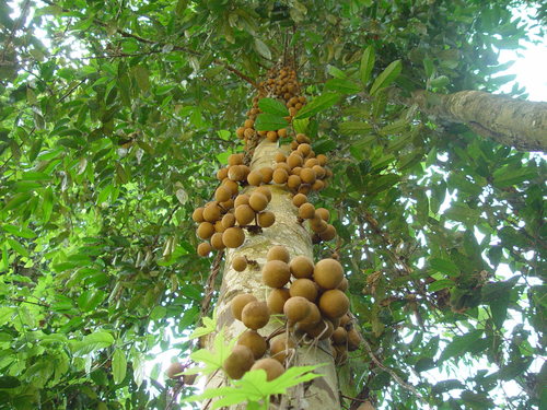 Stelechocarpus burahol, photograph 6
