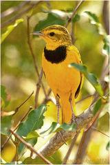 Tmetothylacus tenellus