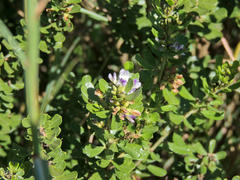 Psoralea polysticta