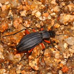 Carabus galicianus