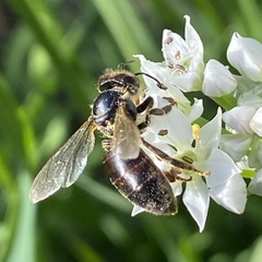Apis mellifera
