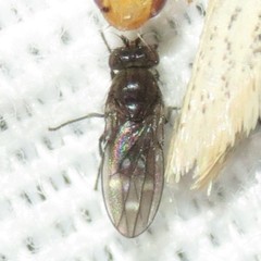 Scatella