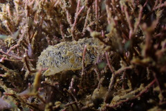 Cephalaspidea