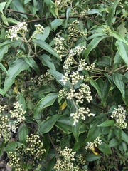 Clibadium leiocarpum