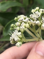 Clibadium leiocarpum