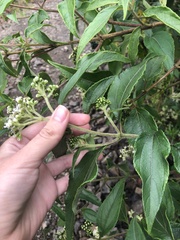 Clibadium leiocarpum