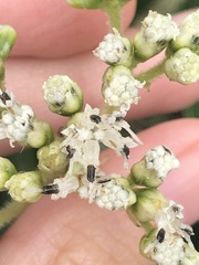 Clibadium leiocarpum