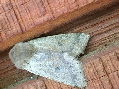 iNaturalist observation photo of Owlet Moths and Allies