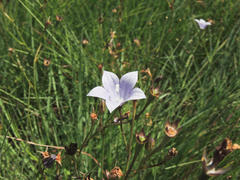 Wahlenbergia grandiflora
