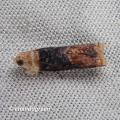 Hedya iophaea