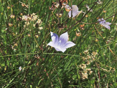 Wahlenbergia grandiflora