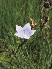 Wahlenbergia grandiflora