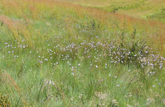 Wahlenbergia grandiflora