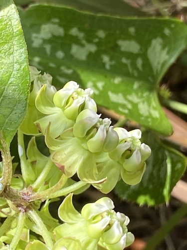 Asclepias tomentosa image